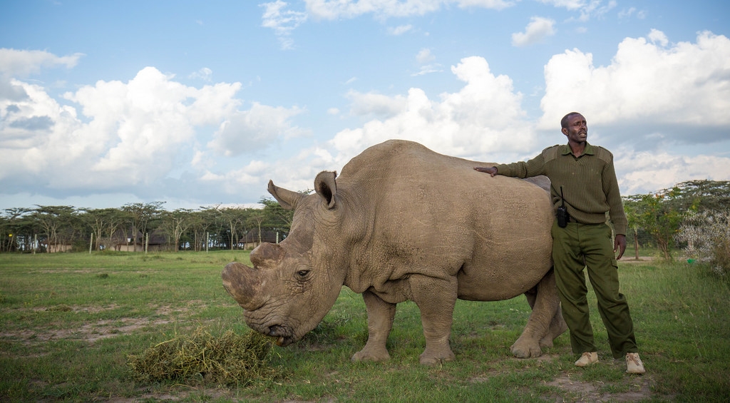 Sudan (northern white rhino)