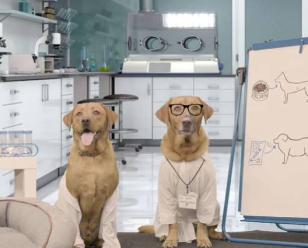 ProDog Raw campaign aims to debunk raw dog food myths